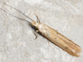 Coleophora salicorniae